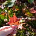 秋の紅葉狩りと心身のリフレッシュ方法