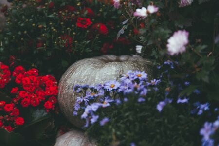 植物療法と民間信仰：神社のお清めや魔除けに使われるハーブ