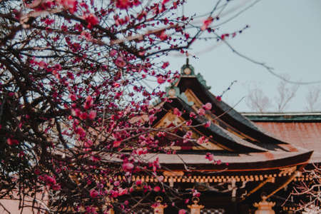 ヨガとピラティスで日本文化の「和」を体現する方法