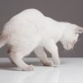 猫背を改善するためのストレッチとエクササイズ