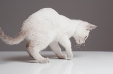 猫背を改善するためのストレッチとエクササイズ